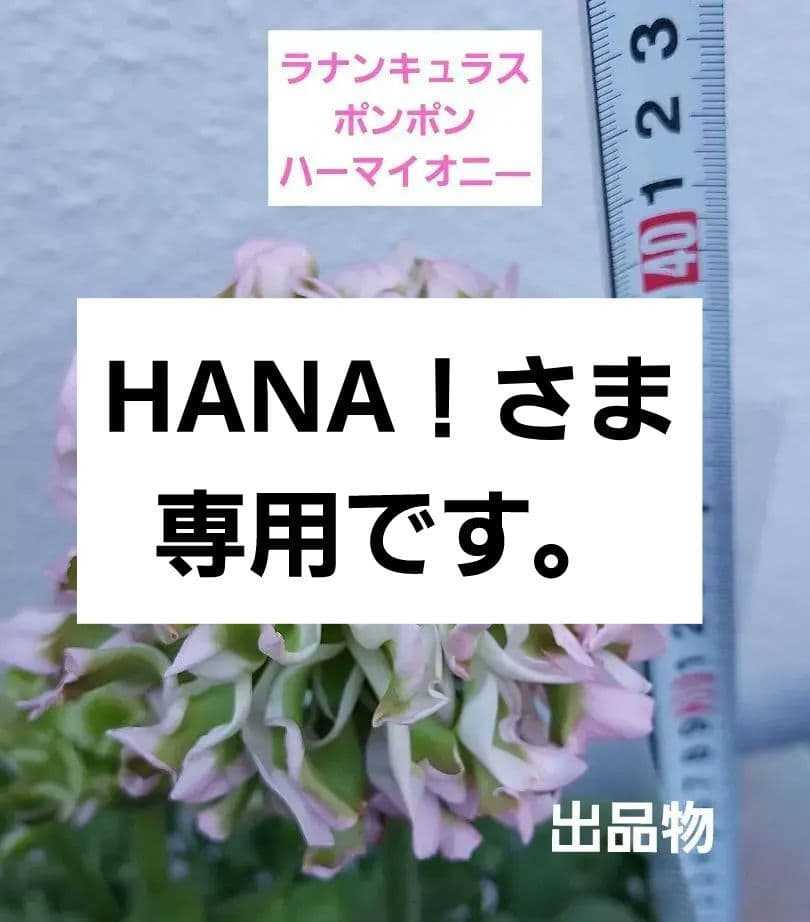 レア色　ラナンキュラス　ポンポン『ハーマイオニー』５号【大苗】2鉢セット