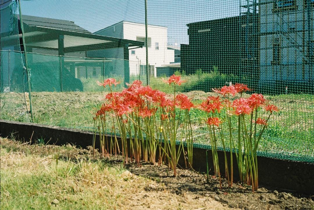 OLYMPUS 35 SⅡ 実写作例あり