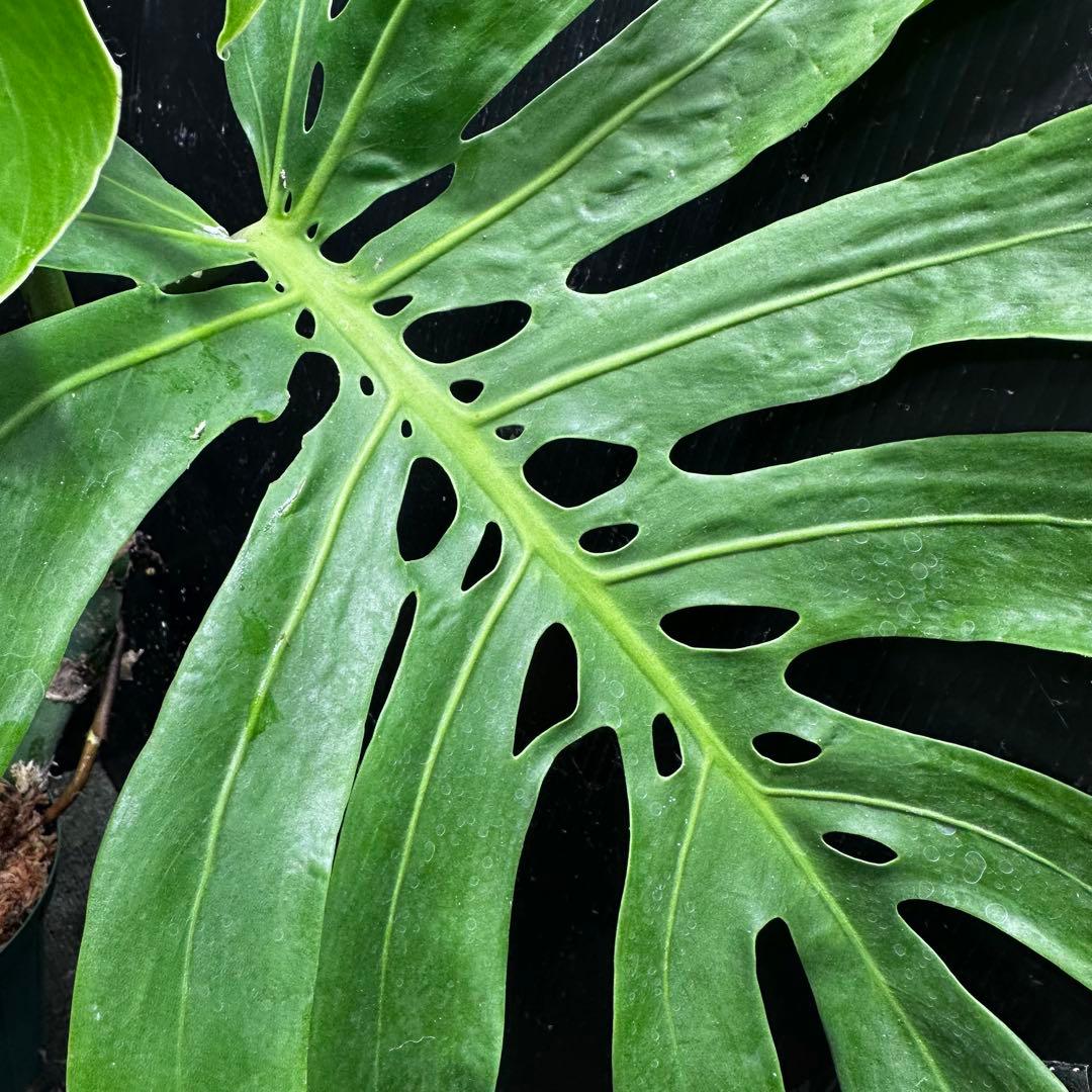 T*K様 モンステラデリシオーサマクロコズム超希少系統鉢植え56㎝