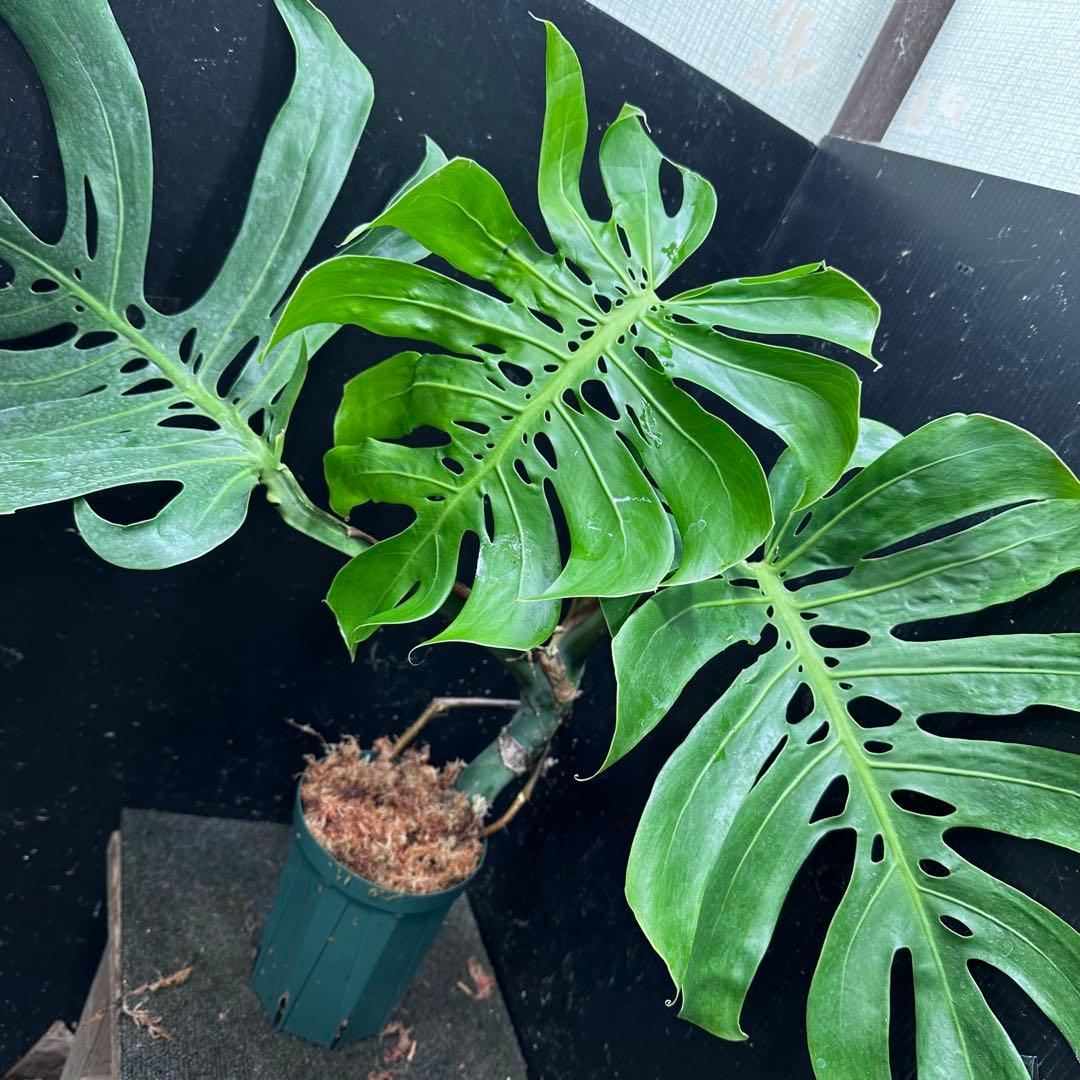 T*K様 モンステラデリシオーサマクロコズム超希少系統鉢植え56㎝