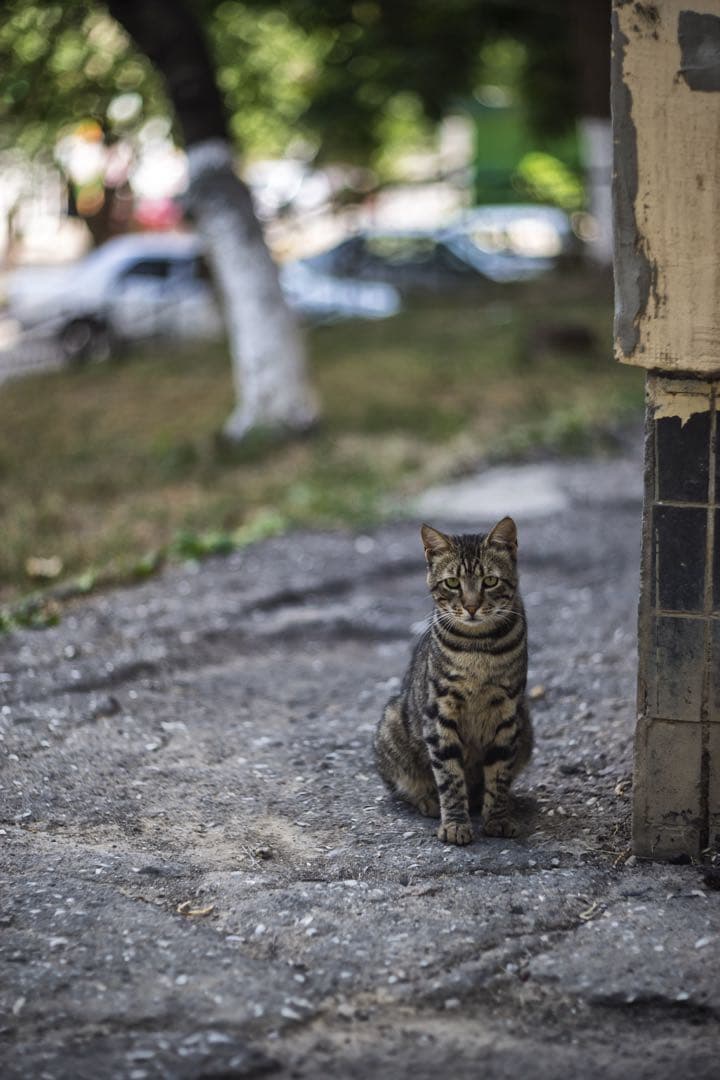 LOMO Helios-92 92mm f2 オールドレンズ 単焦点 3