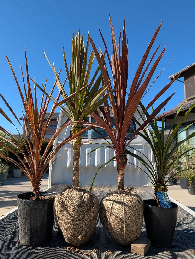 【リピ割Grand Grenier様】コルジリネ 4種セット188