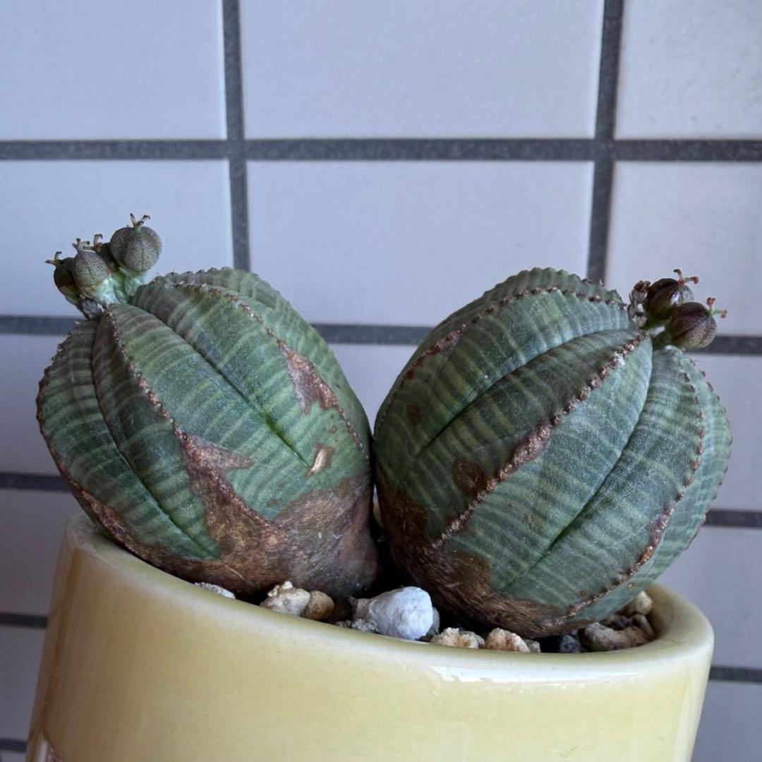 よ*ね様 ユーフォルビア オベサ 3頭 トリプルヘッド