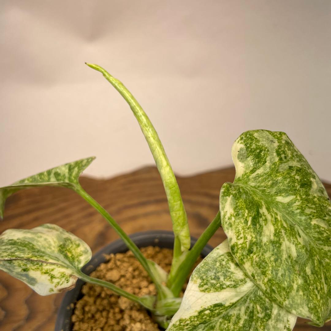 j*@様 ms30モンステラ　デリシオーサ　レガシー　斑入り　legacy Va