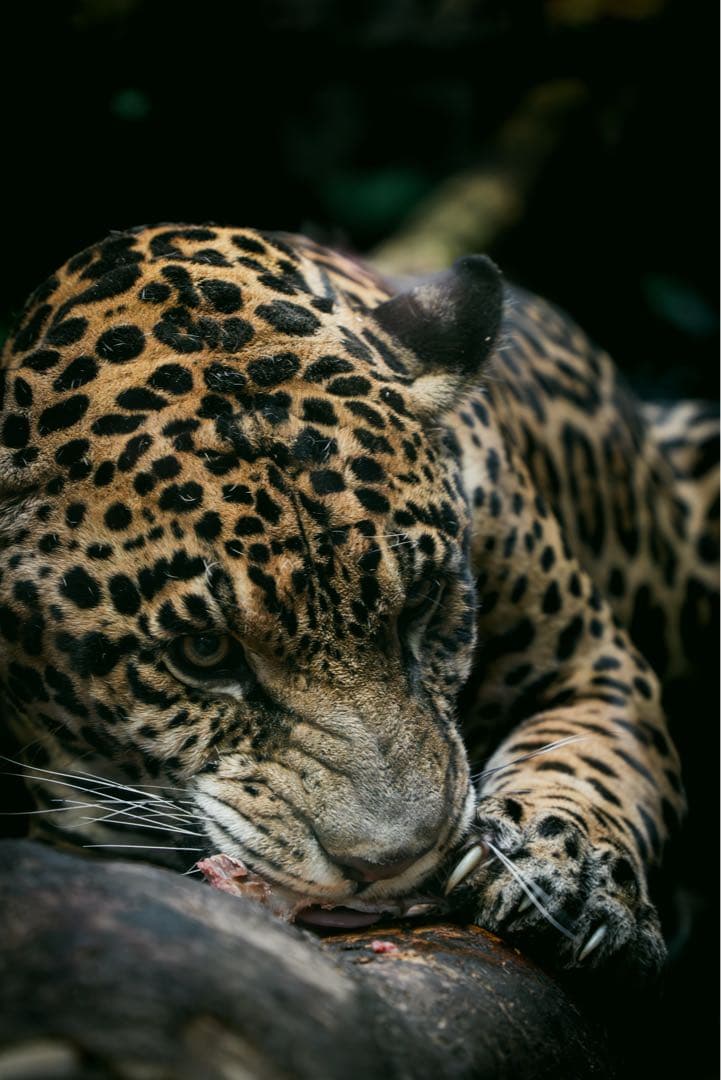 【美品】SONYα7R II 本体 シャッター枚数少