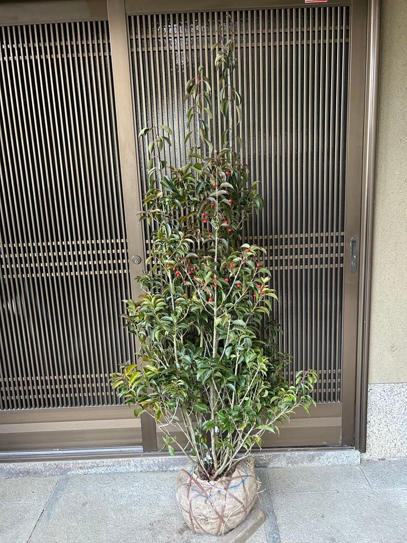 ソヨゴ　希少な雌雄混植株　実が一株でなりやすい 樹形もきれいなお品