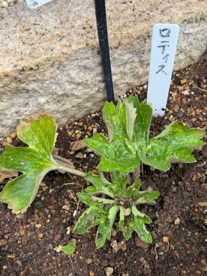 ラナンキュラスラックス苗、ロティス、ラベル付き