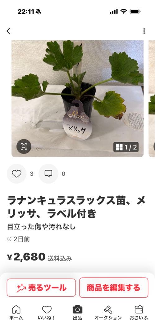 ラナンキュラスラックス苗、ロティス、ラベル付き