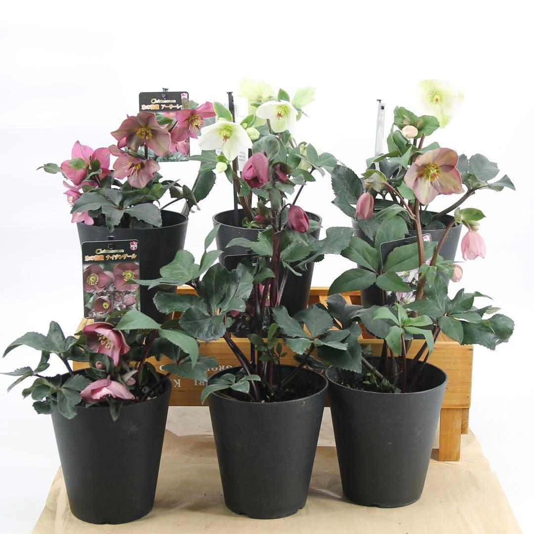 クリスマスローズ　氷の薔薇　6鉢セット