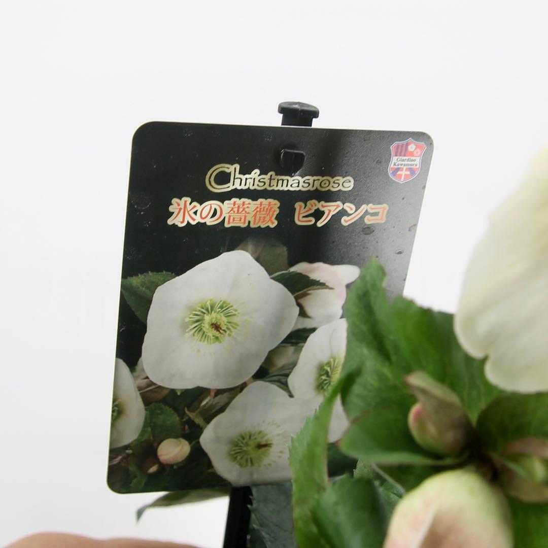 クリスマスローズ　氷の薔薇　6鉢セット