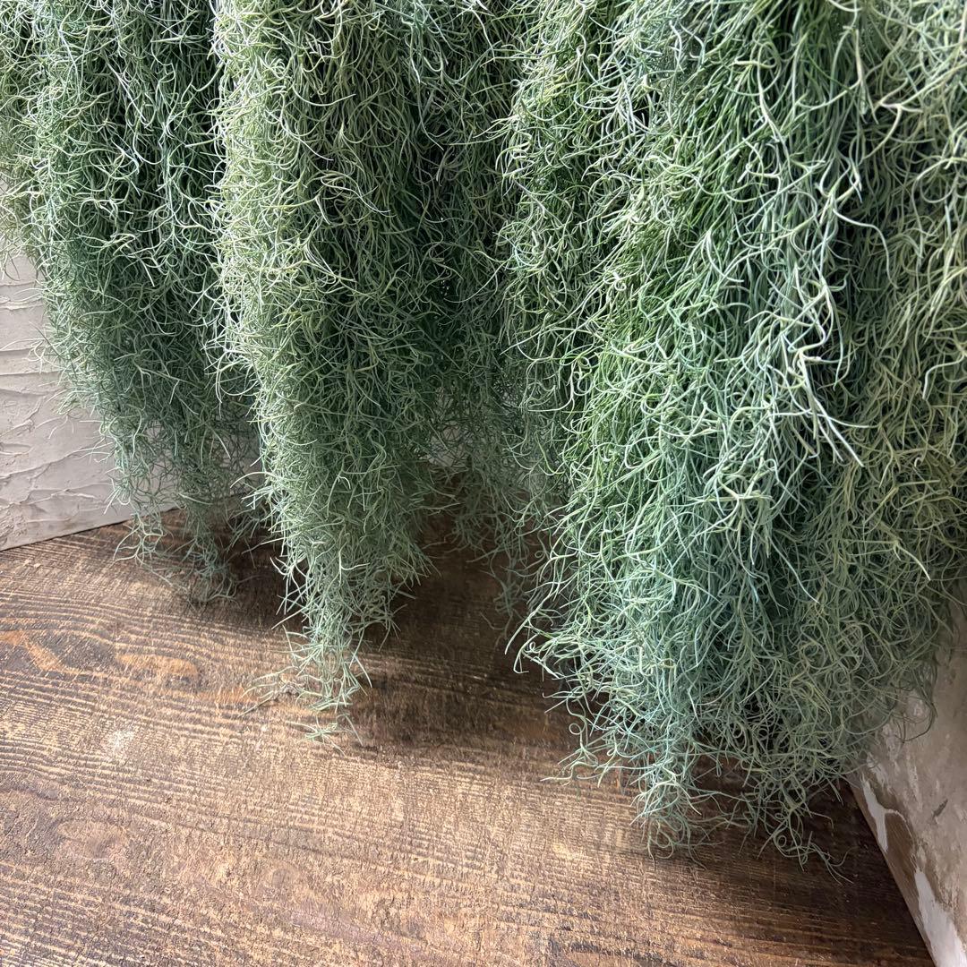 【専用商品】　チランジア　ウスネオイデス　大束10