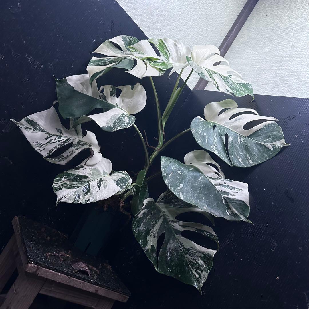 a*u様 斑入りモンステラ ホワイトタイガー極美大株70cm白斑多