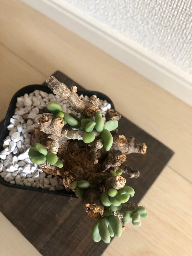 【塊根植物】ケラリアピグマエア現地株発根済み②Shun