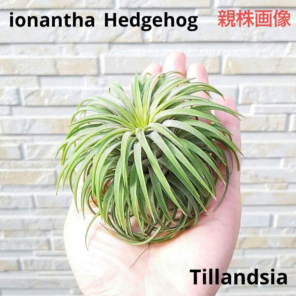 チランジア イオナンタ ヘッジホッグ