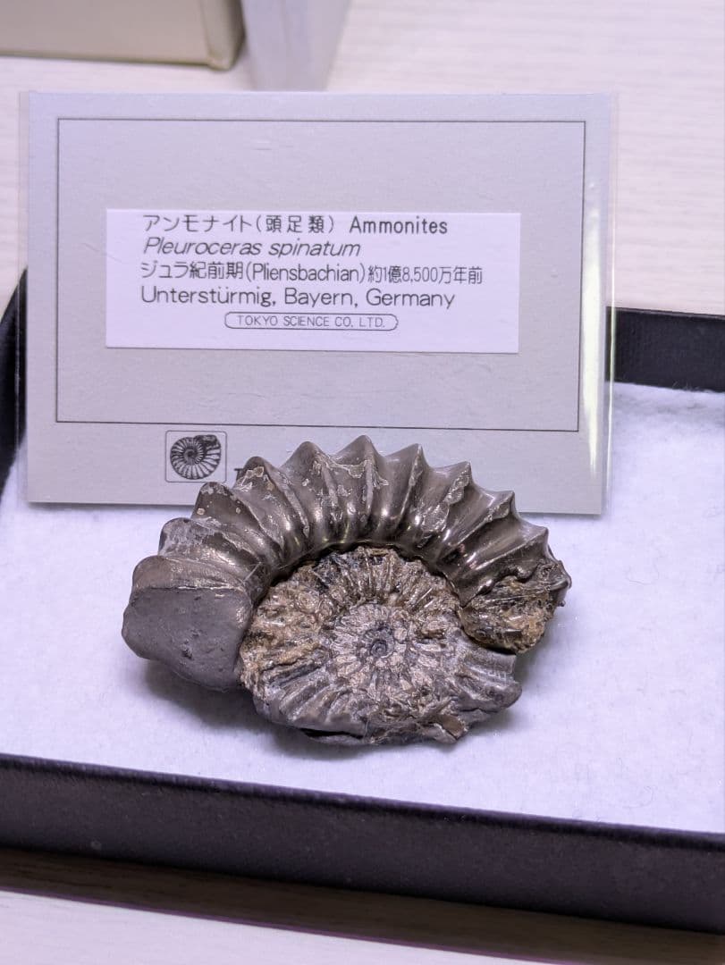 ケンケン　4点セット