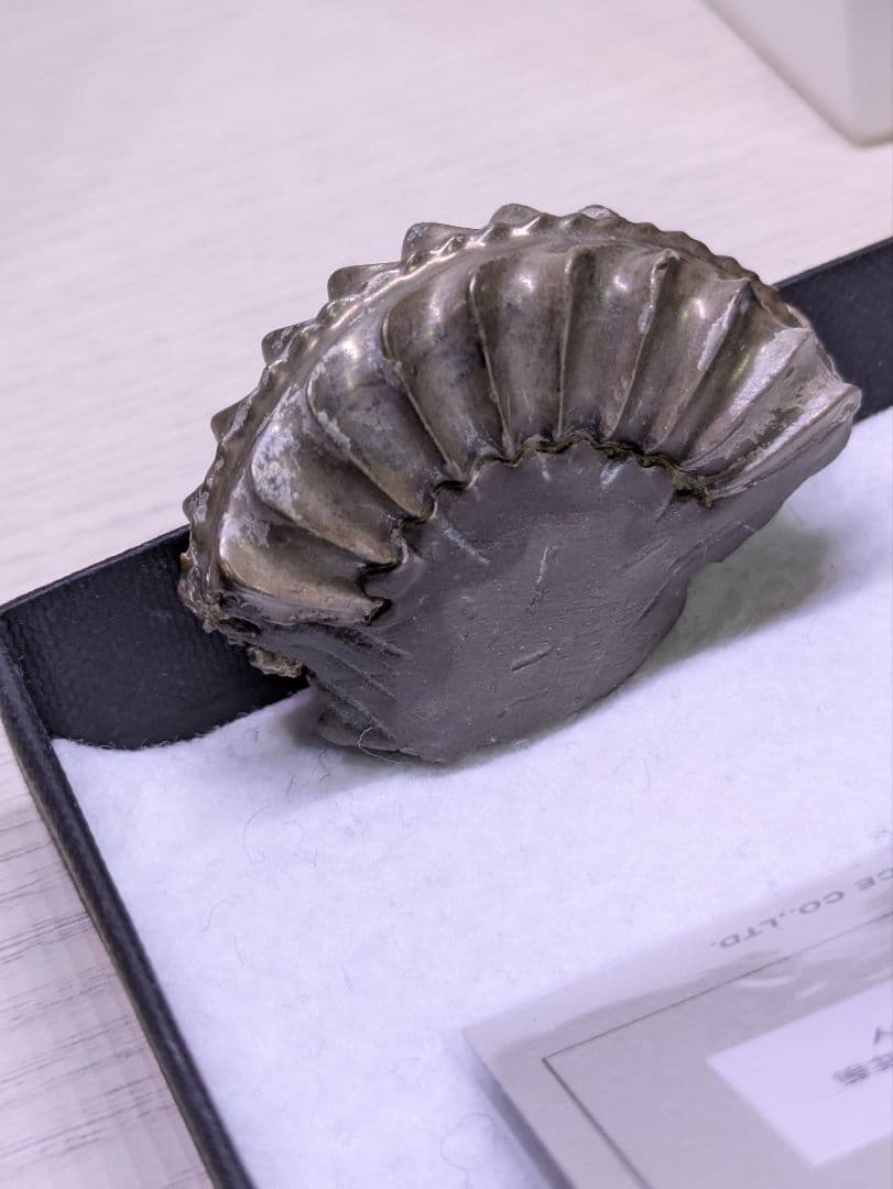 ケンケン　4点セット