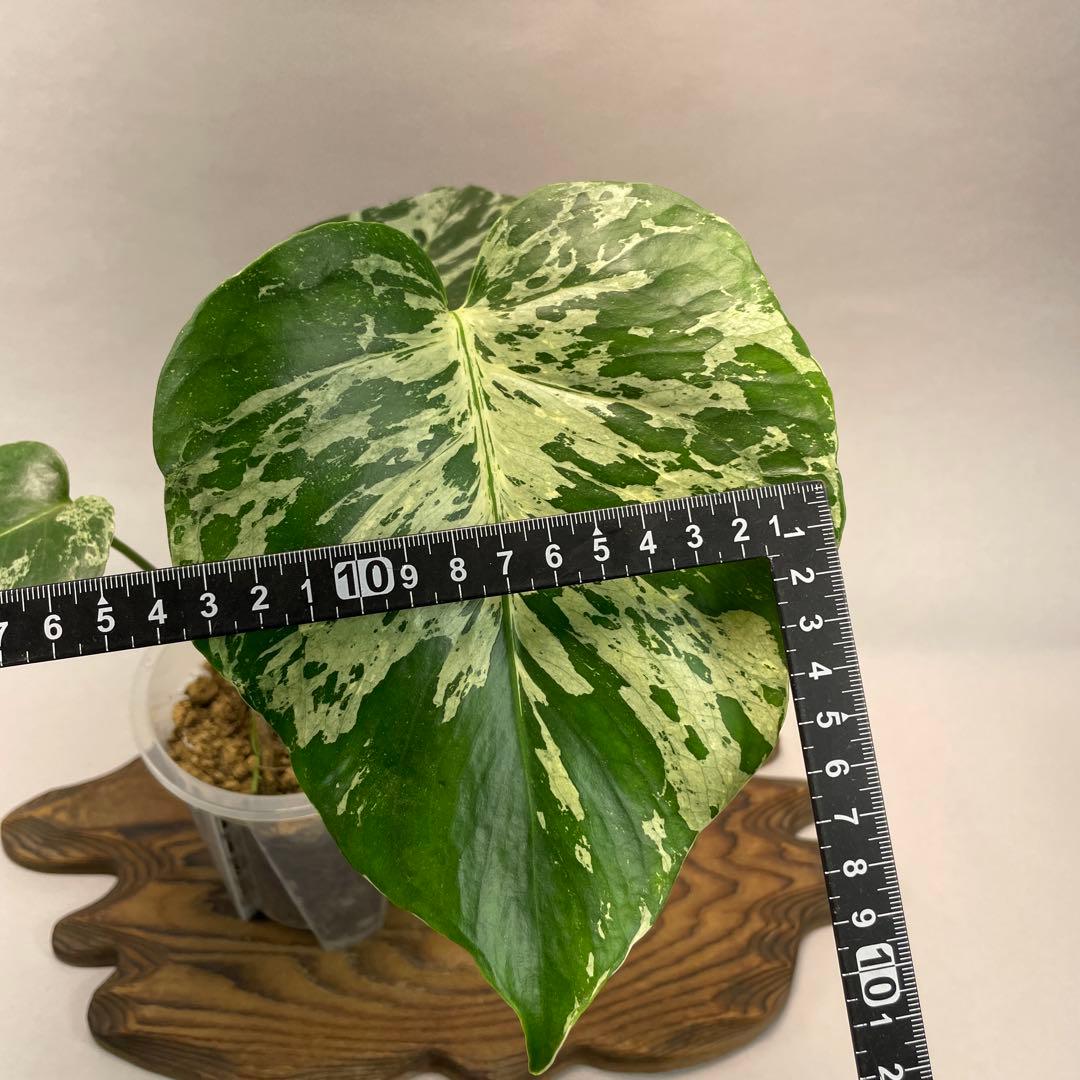 わ*ち様 L020品種保証！Bulbasaurモンステラ・フシギダネ　順化済み