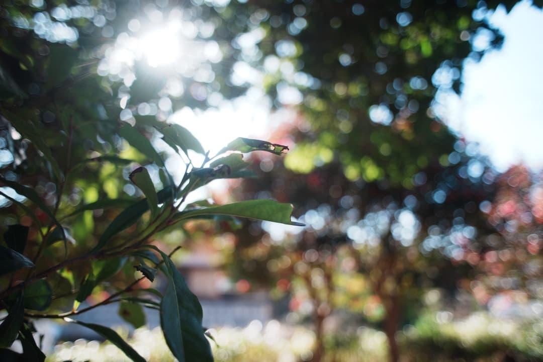 【美品】動作◎ ニコン Ai-s Nikkor 24mm F2.8 773