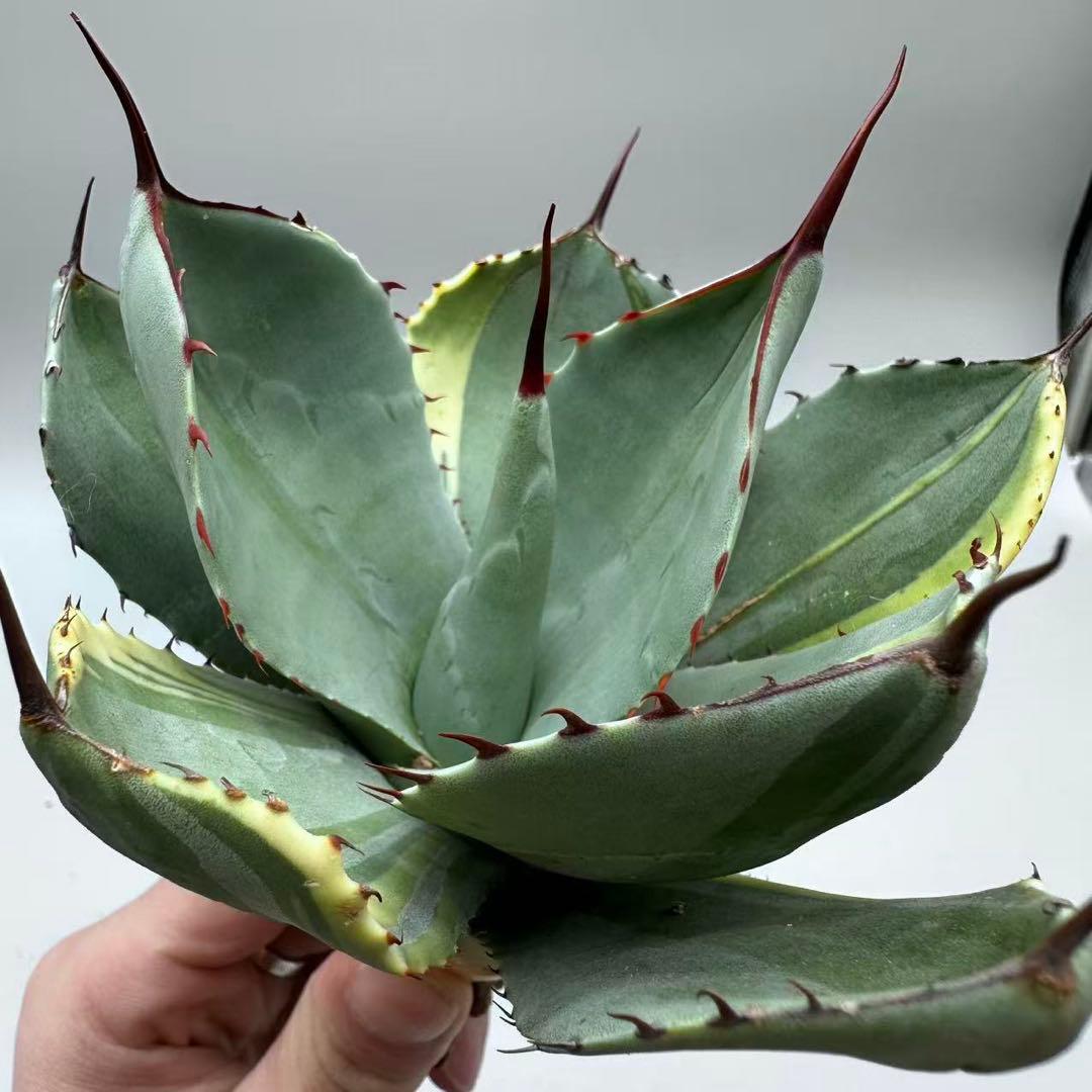 A*3様 多肉植物 アガベ パリー　変異株　コレクション株