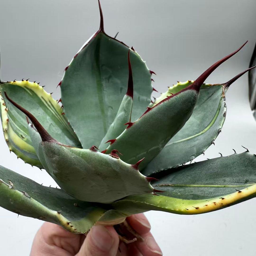 A*3様 多肉植物 アガベ パリー　変異株　コレクション株