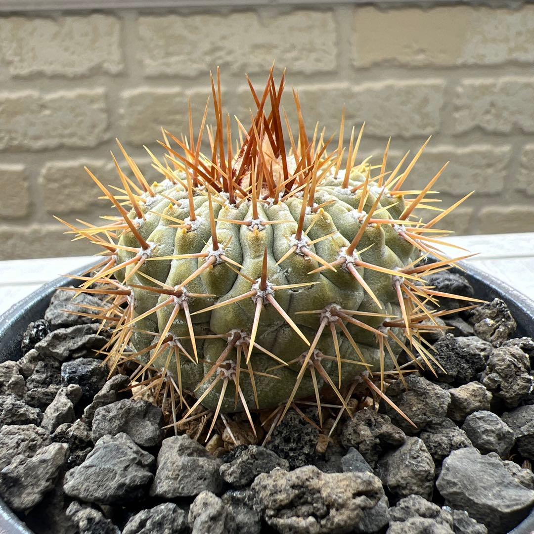 コピアポア　コルムナアルバ　孤竜丸　強棘　台付　発根済み