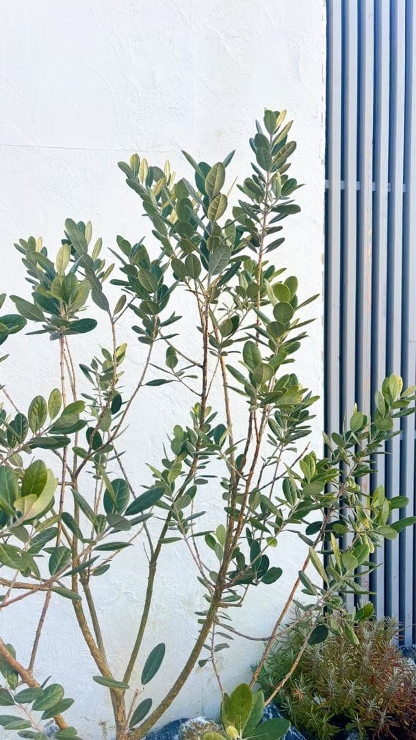 saTOshiおまとめリクエスト仕立てフェイジョア1.6M(鉢底から品番D