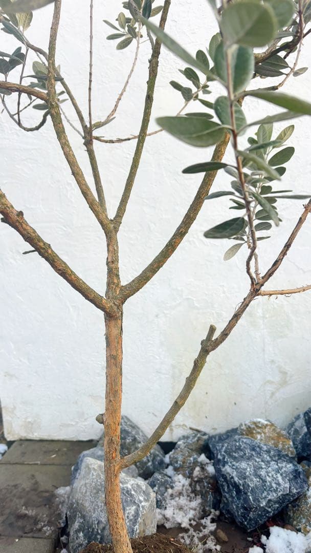 saTOshiおまとめリクエスト仕立てフェイジョア1.6M(鉢底から品番D