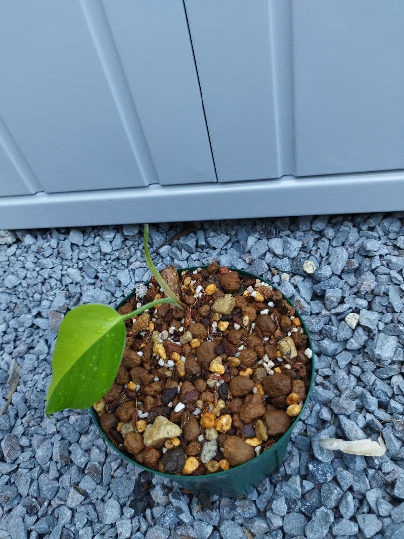 gas_yyi　2株セット