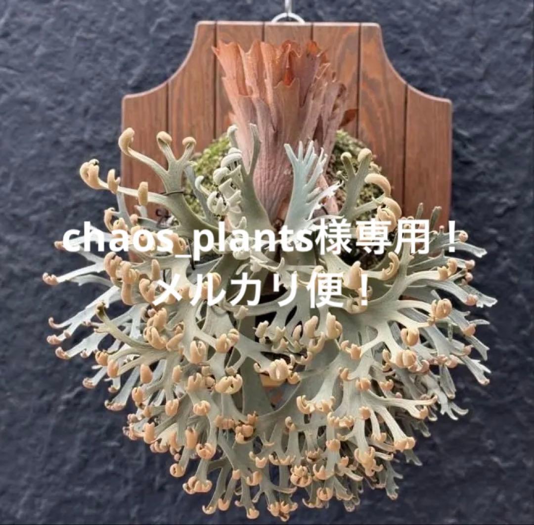 メルカリ便！P.willinckii ’Asurada’ Spore201