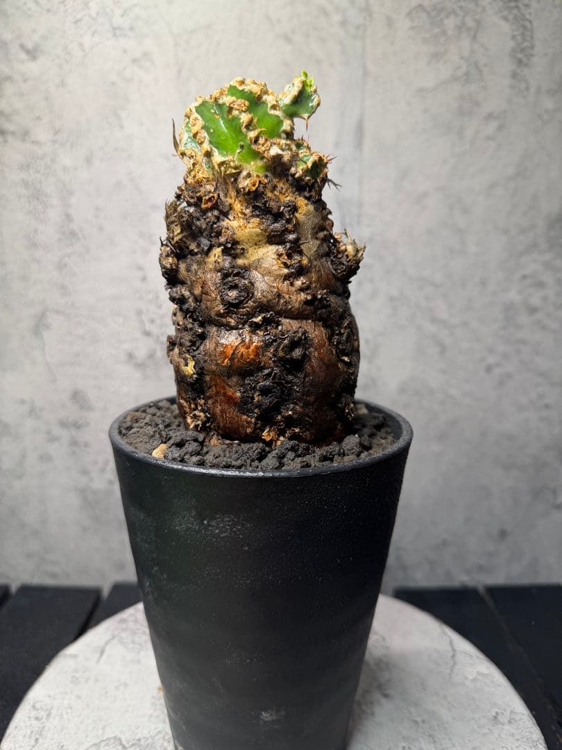 ユーフォルビア　ムランジーナ　発根済み