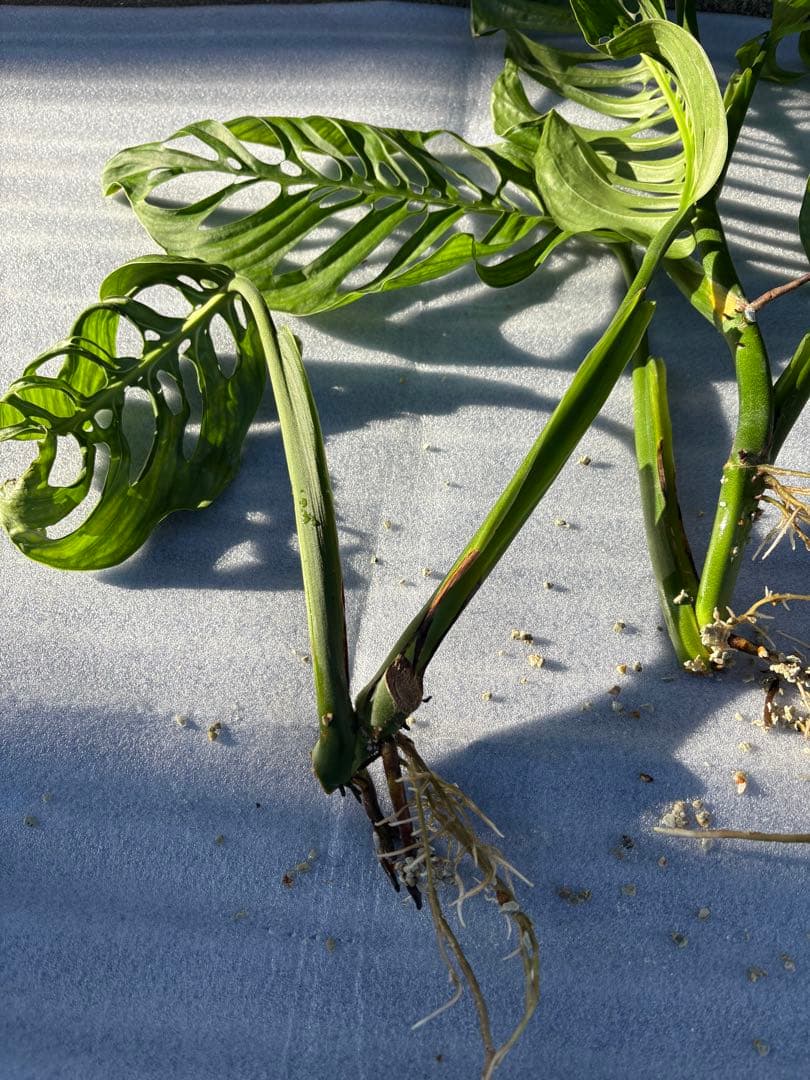 モンステラ エスケレート