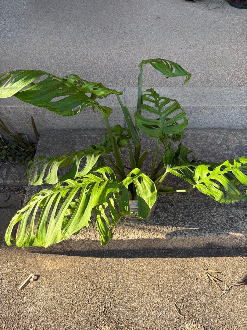 モンステラ エスケレート