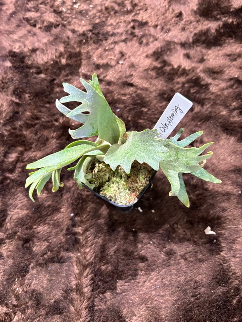 う*う様 P.willinckii calm sporeling