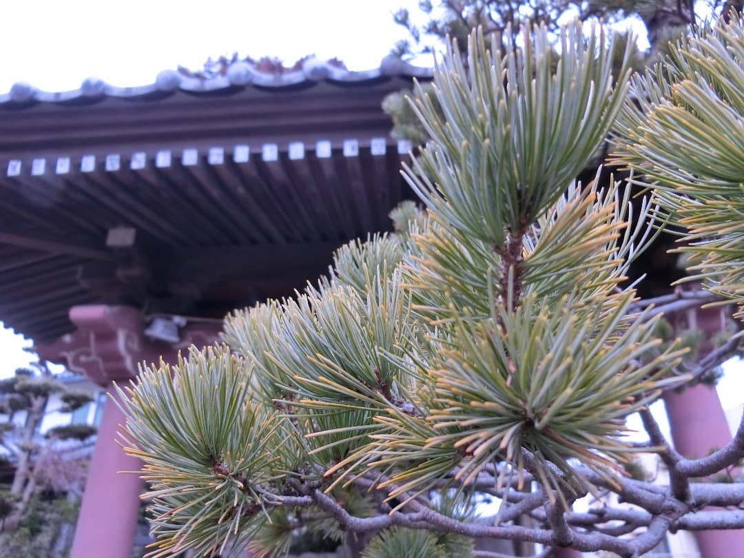 実写美⭕️美品【動作確認済】CASIO EX-ZR800　EXILIM