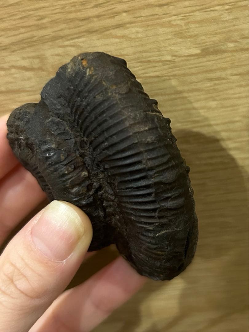 ディディモセラス　化石　アンモナイト　淡路島