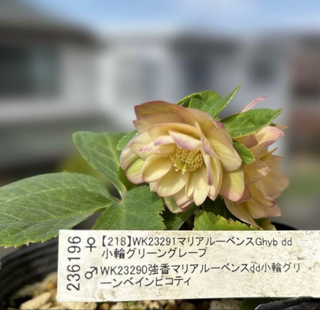 マリアルーベンス交配　加藤農園　クリスマスローズ　開花株　匿名発送　交配タグ付き