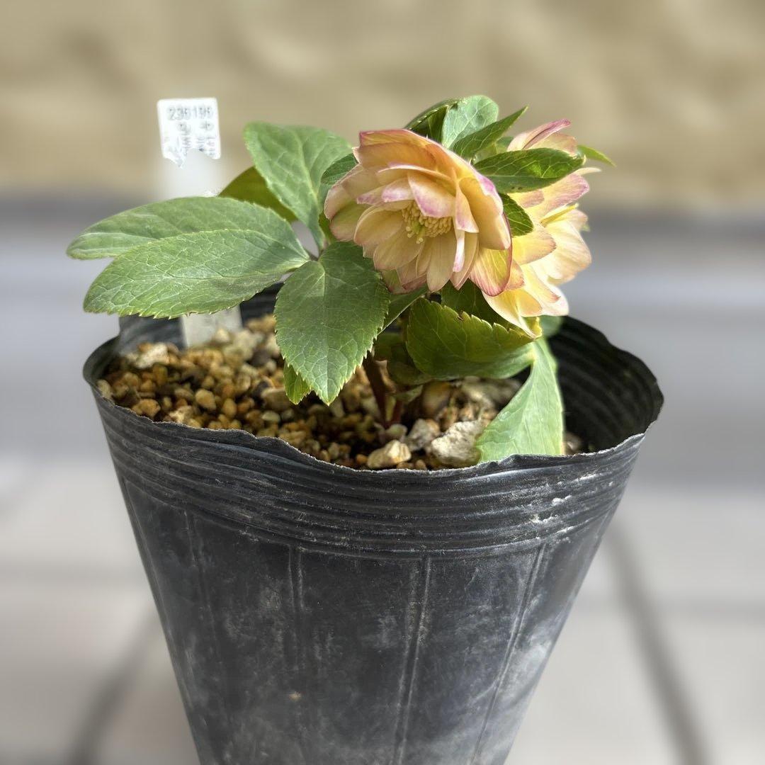 マリアルーベンス交配　加藤農園　クリスマスローズ　開花株　匿名発送　交配タグ付き