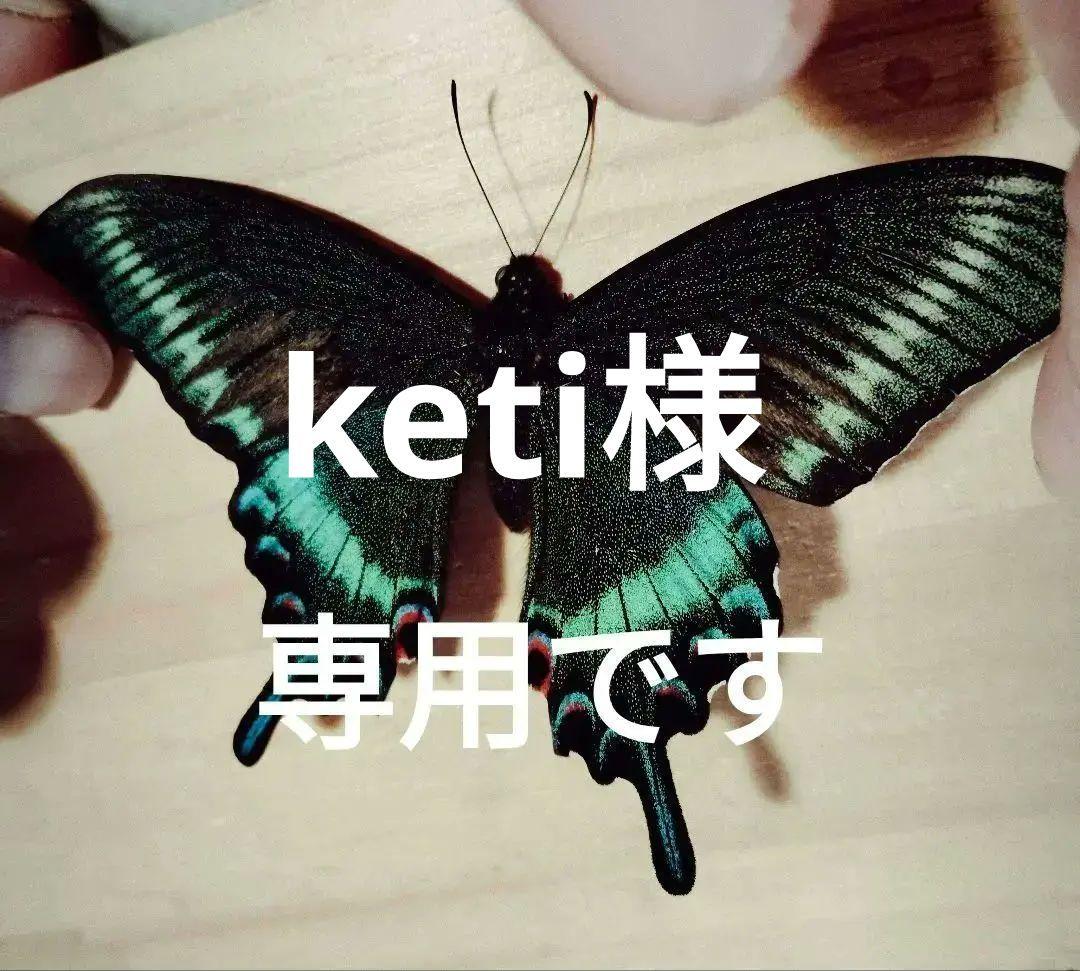 北海道産ミヤマカラスアゲハ春型未展示