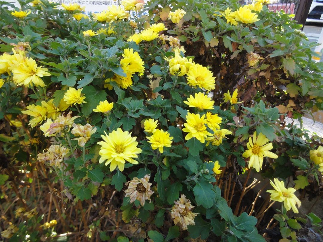 実写良⭕️【動作確認済】SONY Cyber−Shot WX DSC-WX5