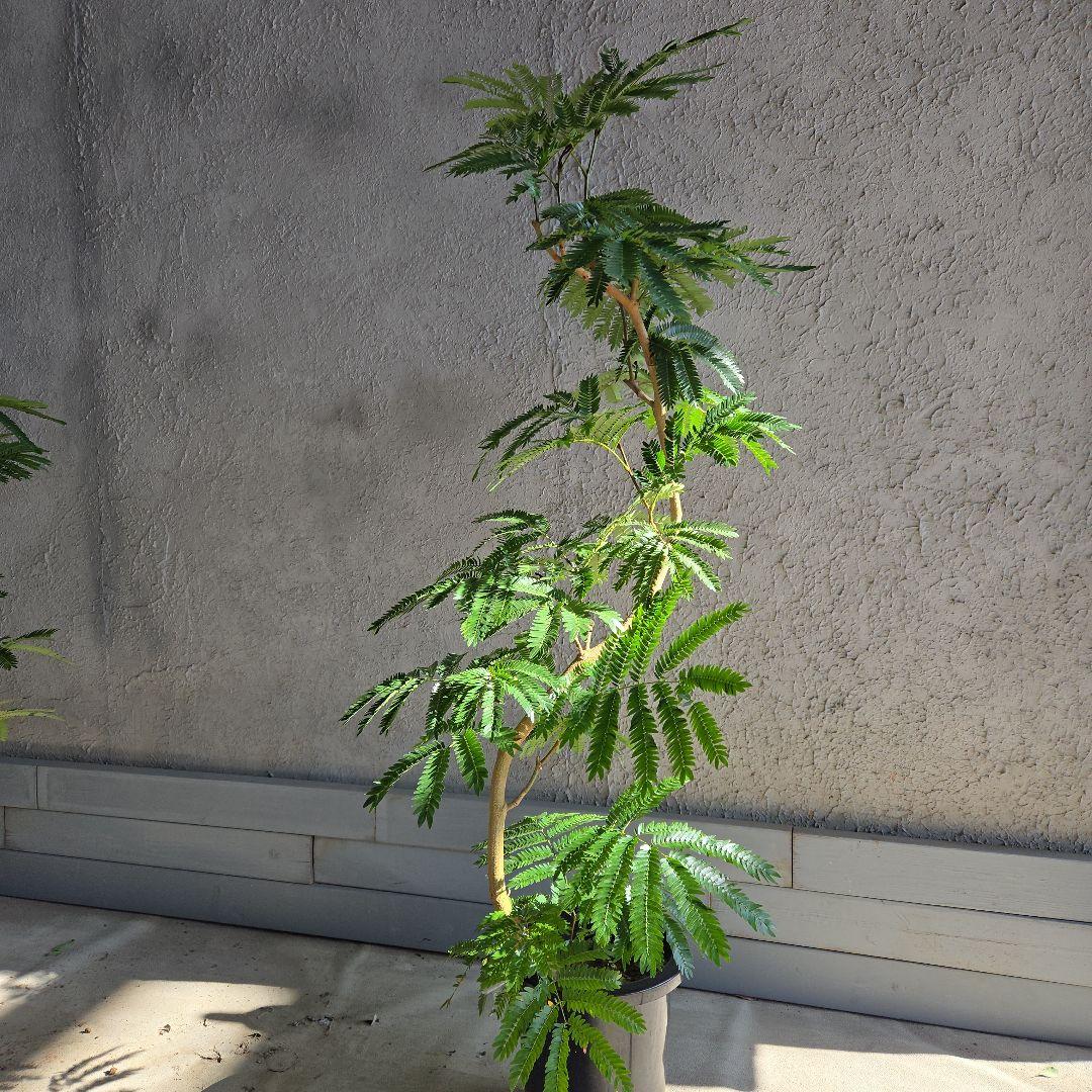 ④　エバーフレッシュ　曲がり仕立て　８号特大苗木最高等級極上品‼️