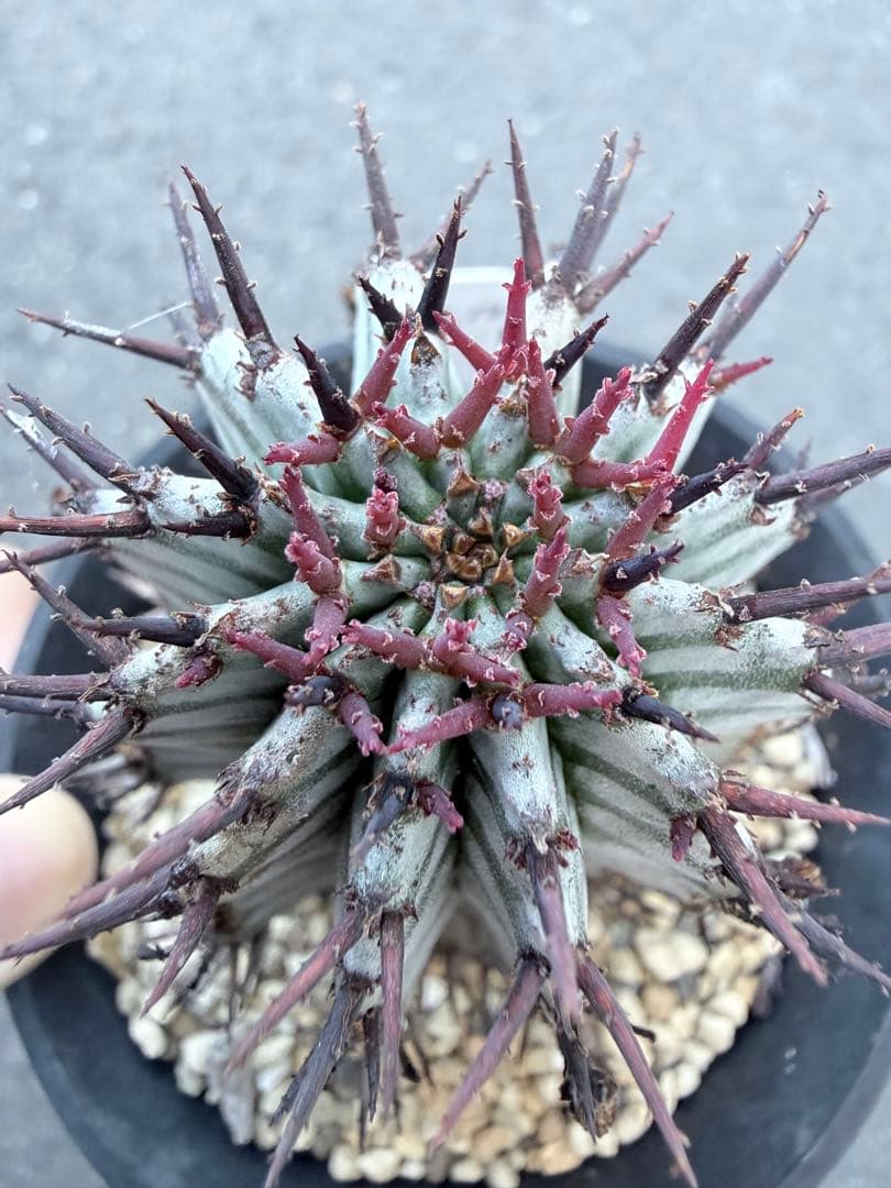 その他多肉植物 asphabon