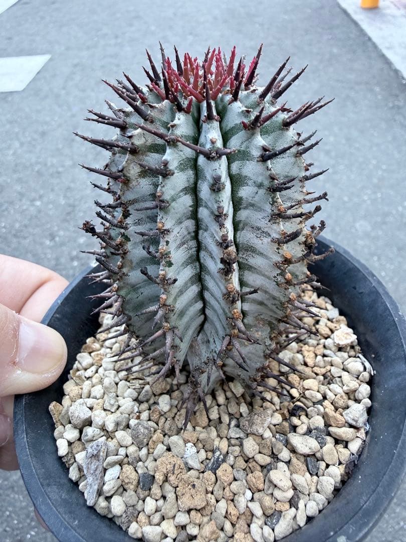 その他多肉植物 asphabon