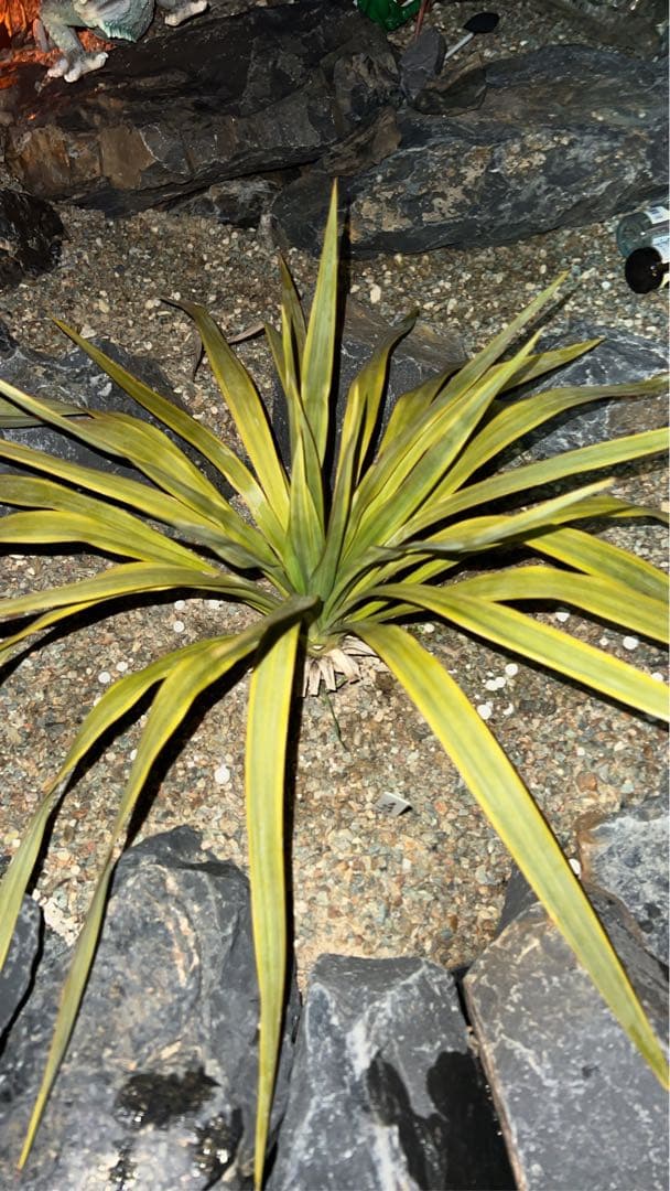 ボロブドゥール