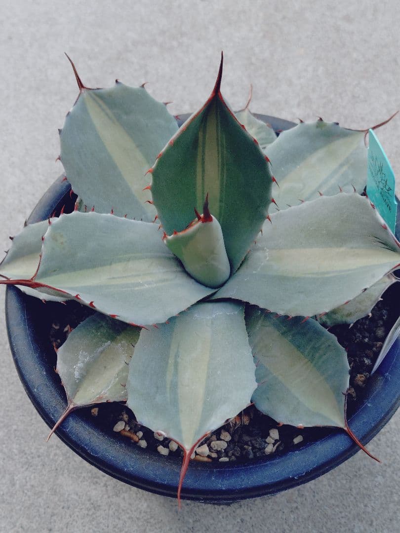 アガベ　パリー　ジャックポット　トランカータ　子株