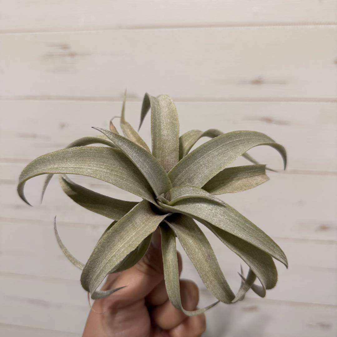 プ*ア様 Tillandsia mima var. mima White Var