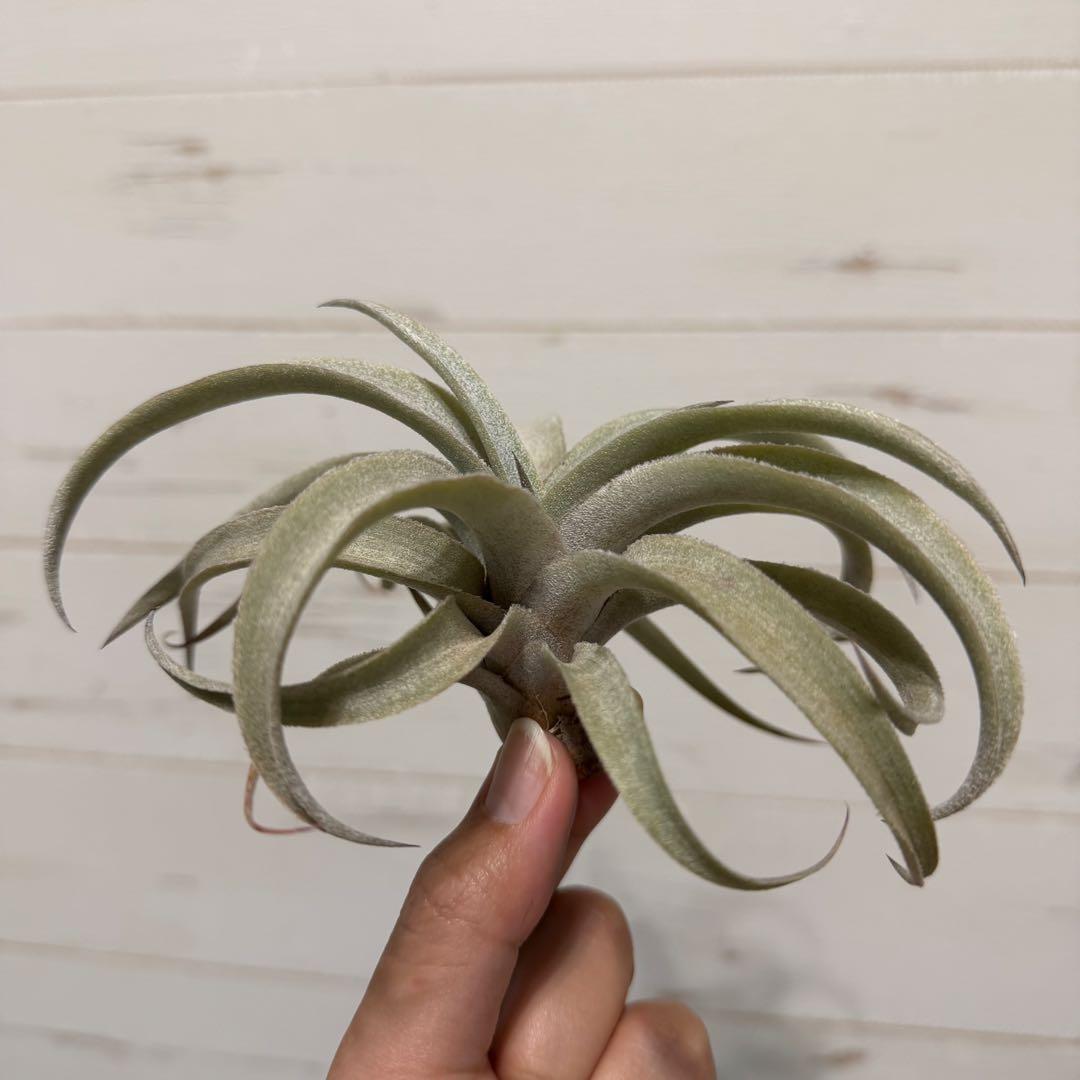 プ*ア様 Tillandsia mima var. mima White Var