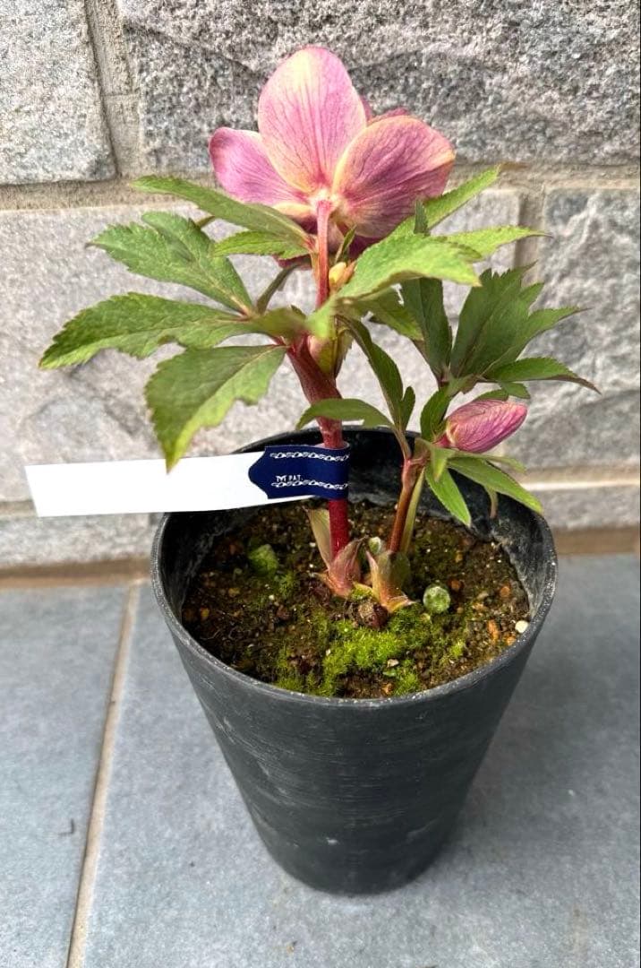 ま*い様 希少‼︎広瀬園芸【斑入りソレイユ】開花株