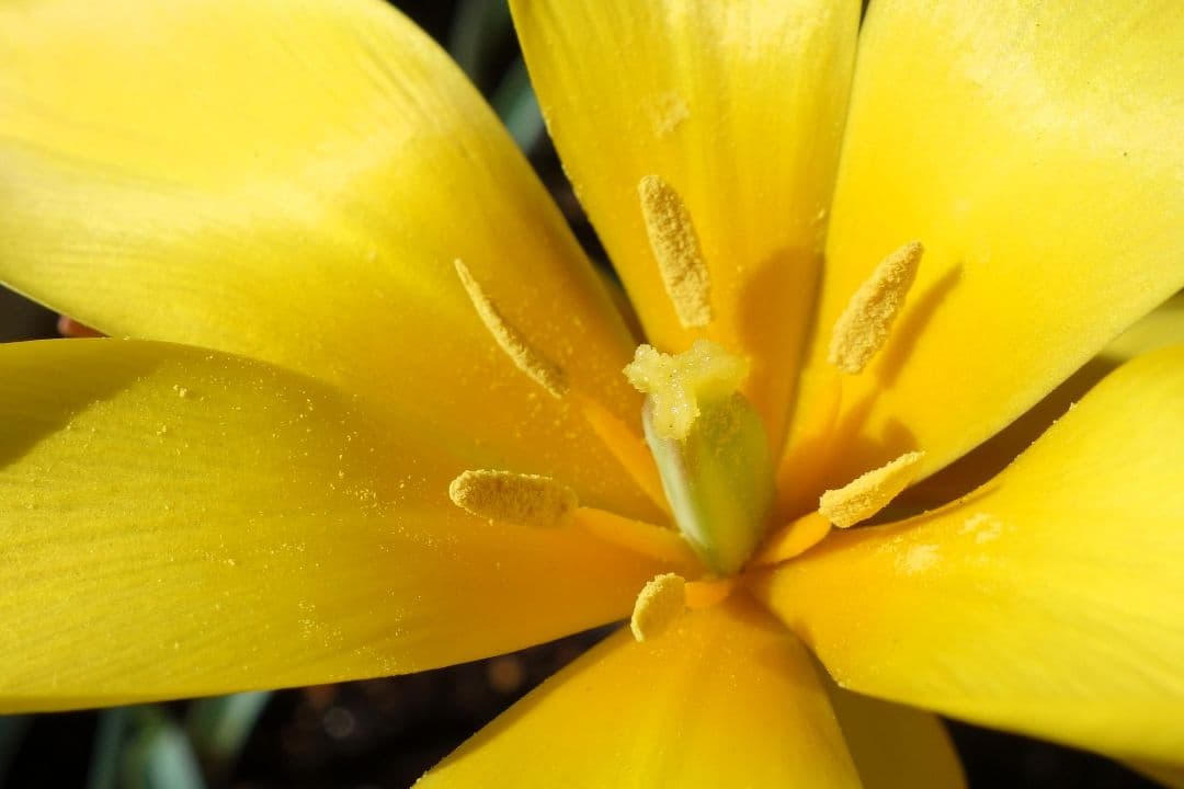 SONY Cyber-shot【DSC-RX100】★初代 ★美品