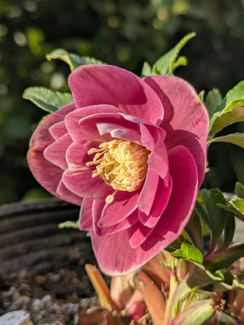 【広瀬園芸】クリスマスローズ ソレイユ系 オーレアdd リバーシブル