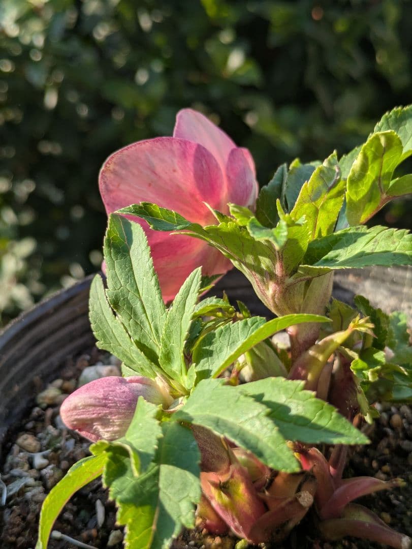 【広瀬園芸】クリスマスローズ ソレイユ系 オーレアdd リバーシブル